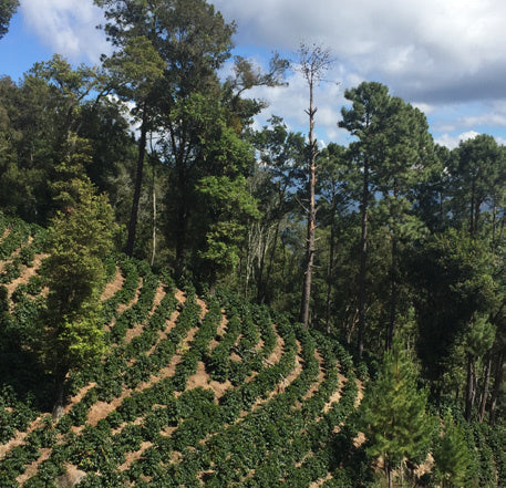 Guatemala - Natural - Fredy Orantes
