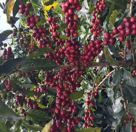 Guatemala - Natural - Fredy Orantes