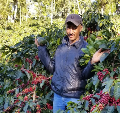 Guatemala - Natural - Fredy Orantes